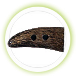 buffalo and cow horn products