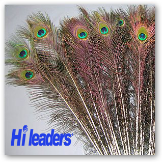 Decorative dyed peacock tail feather with eye