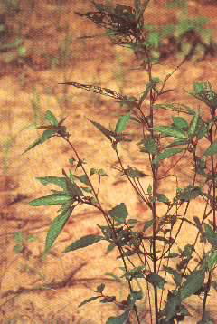acalypha australis