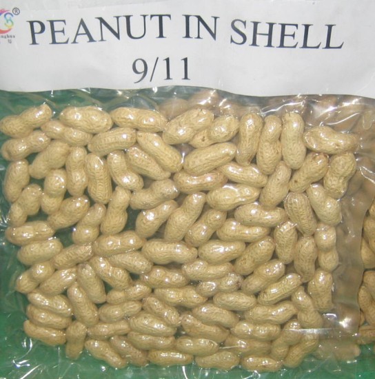 Peanut in shell