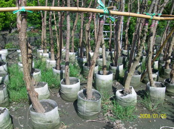 Tree-planting bags