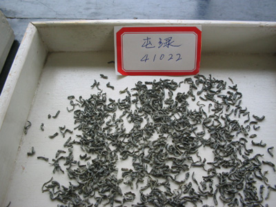 Tunxi Green Tea (41022)