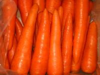 sell fresh carrot