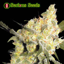Marijuana Seeds and others for For Sale