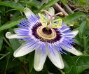 Passion flower Extract