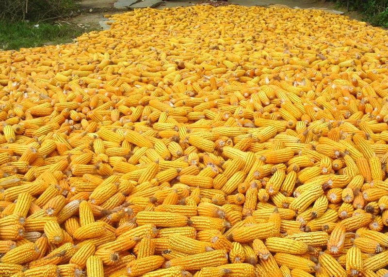 Corn for consumption
