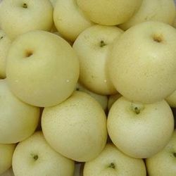 supply Golden Pear