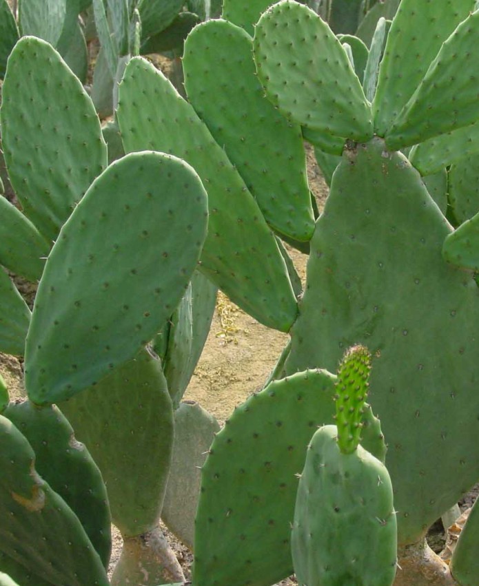 Cactus Extract (sallycheng@organic-herb.com)