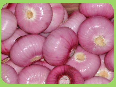 sell fresh onion
