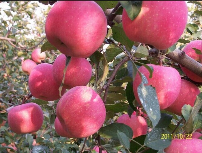 Fresh organic Fuji Apple