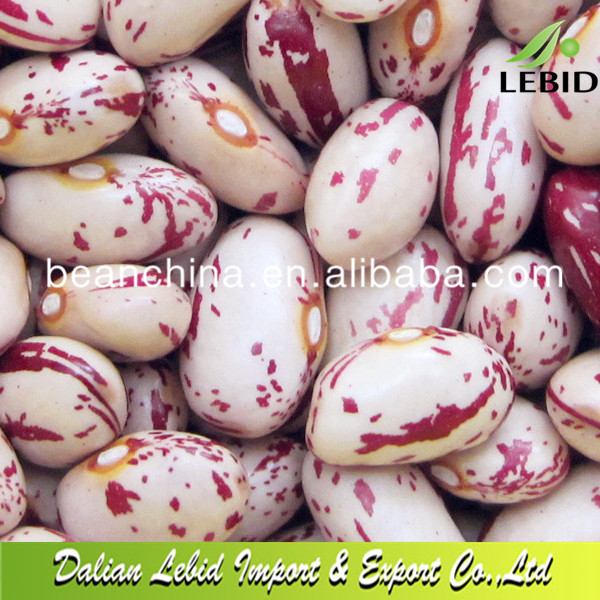 Light Speckled Kidney Beans Long Shape 2013 Crop
