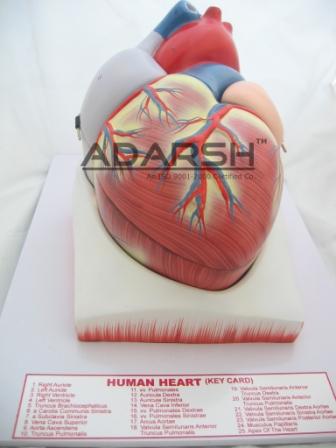 Anatomical Model: Heart
