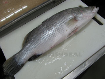 Barramundi Fish