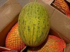 hami-melon