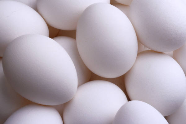 White Chicken egg