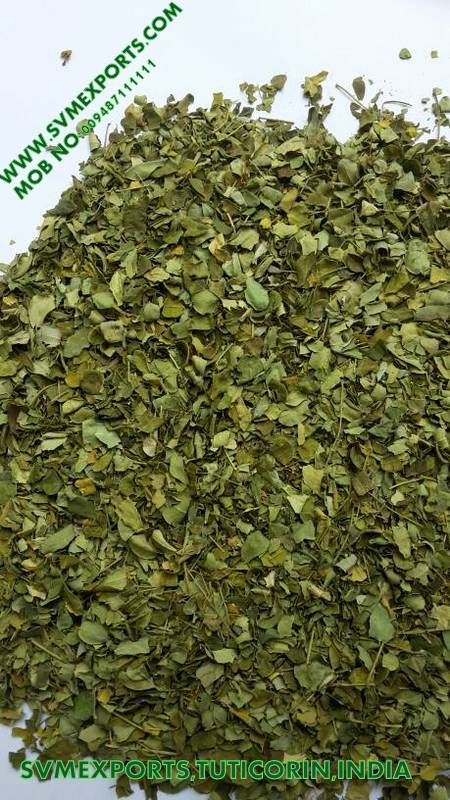 Moringa Tea Cut Leaf Suppliers