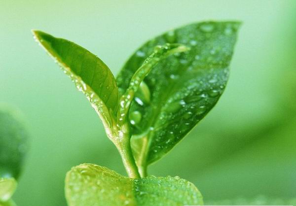 green tea extract --100% natural