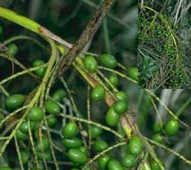 Saw Palmetto Fruit Extract