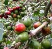 Green Caffee Bean Extract Chlorogenic Acid