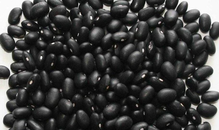 Small Black Kidney Bean