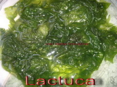 Sea Lettuce(Ulva Lactuca)