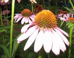 Echinacea extract total polyphenol 4%