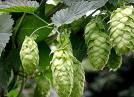 Hops flower Extract on sale!
