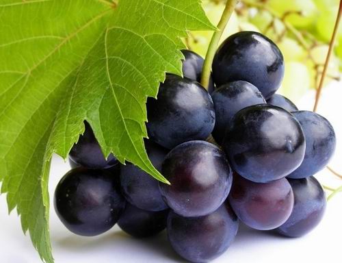 Grape Seed extract, Vitis vinifera extract -100% natural