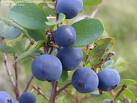 Hot sell:Bilberry Extract 25% ,15%,10% Anthocyanidins 20:1..