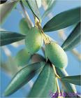 Olive Leaf P.E., Olive Leaf Extract, Oleuropein
