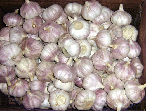 Supply China exports normal white fresh garlic