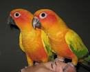 sun conure parrots