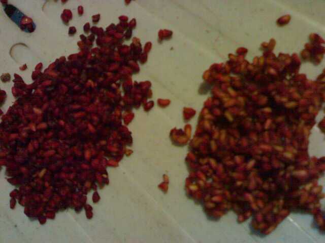 Dry Pomegranate Seeds (Anardana) (Punica granatum),