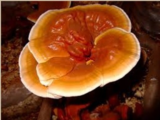 Reishi Mushroom Extract-Polysaccharides & Triterpenoids