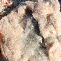 Carpet Wool