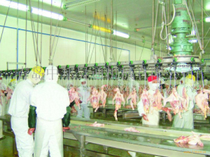Livestock slaughter equipment-Carcass processing conveyor
