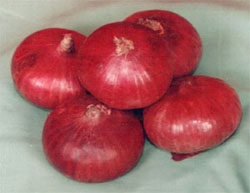 FRESH ONION FROM INDIA.