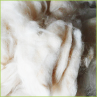 Clipped Wool