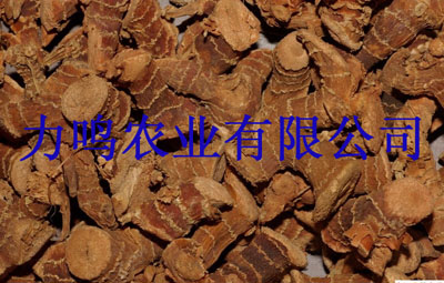 Sell galangal roots --Direct Origin