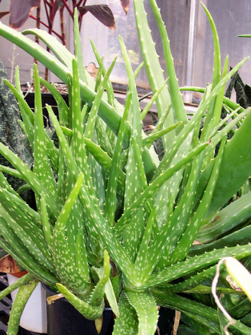 Aloe Vera ,aloeverera medicinal plant