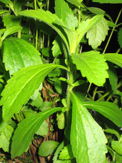 Stevia - Dried leaves,  Extracts
