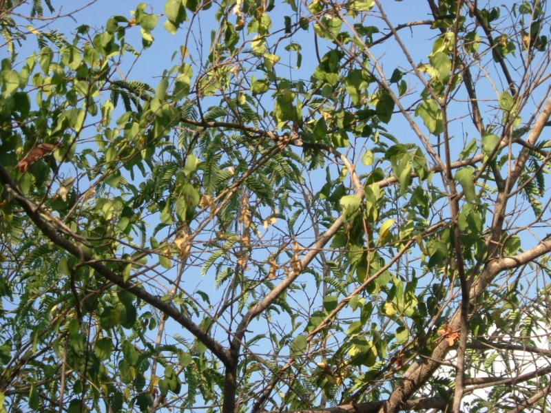 Gymnema leaves