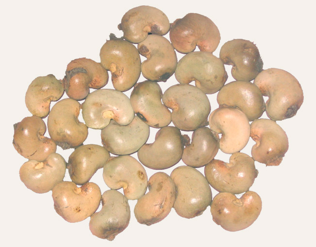 Raw Cashew Nuts in shell