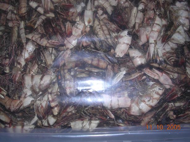 Dried Shrimp Shell
