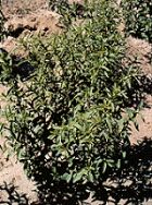 Stevia  Dry Leaf