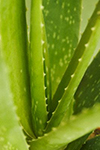 Aloe Vera Fresh And Leaves