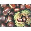 Chestnuts Puree