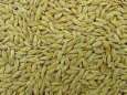 Feed Barley Ukrania