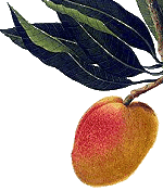 Fresh Alphonso / Kesar - Mangoes