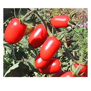 Grape Tomato Seed